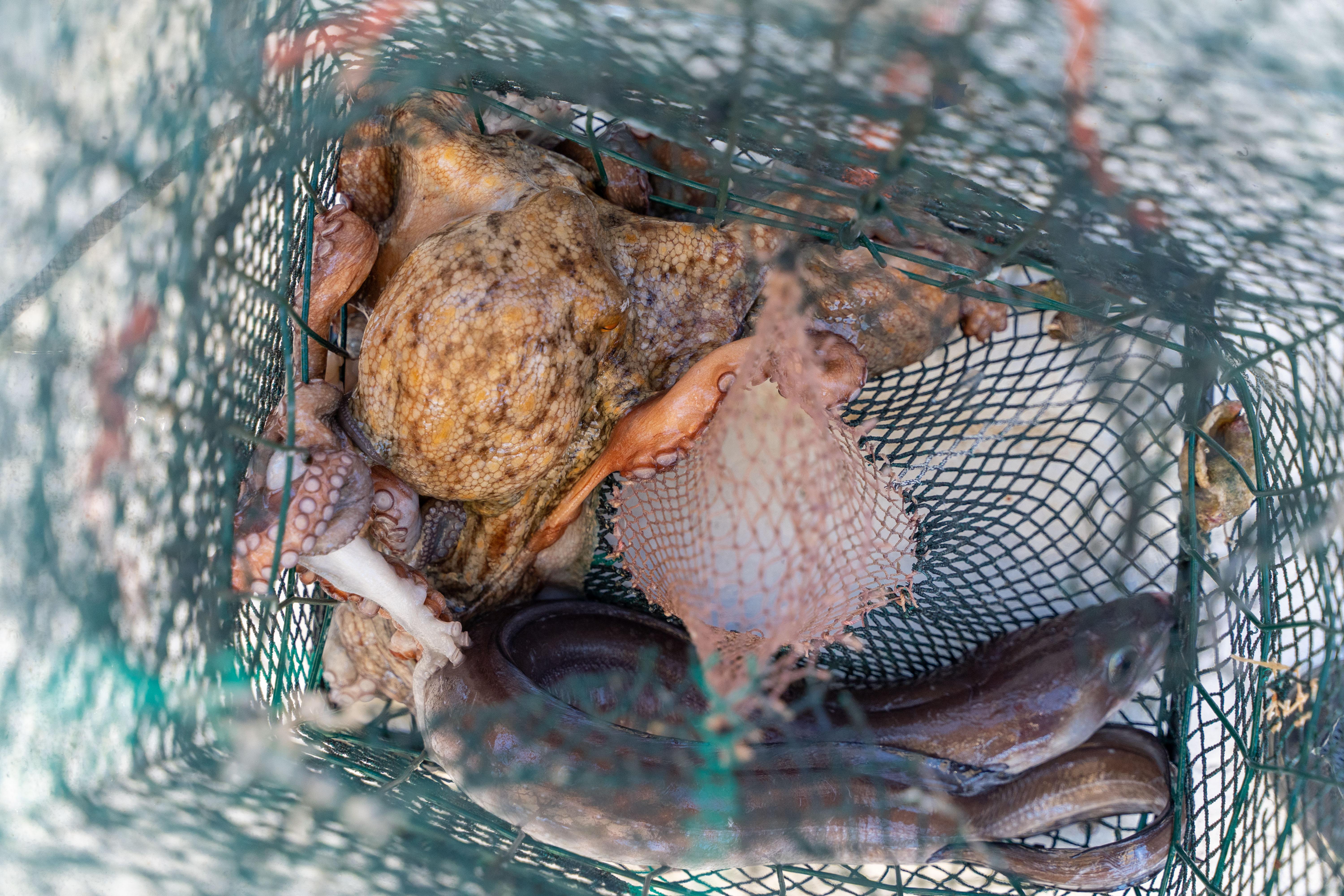 Pescaturismo Asinara_43