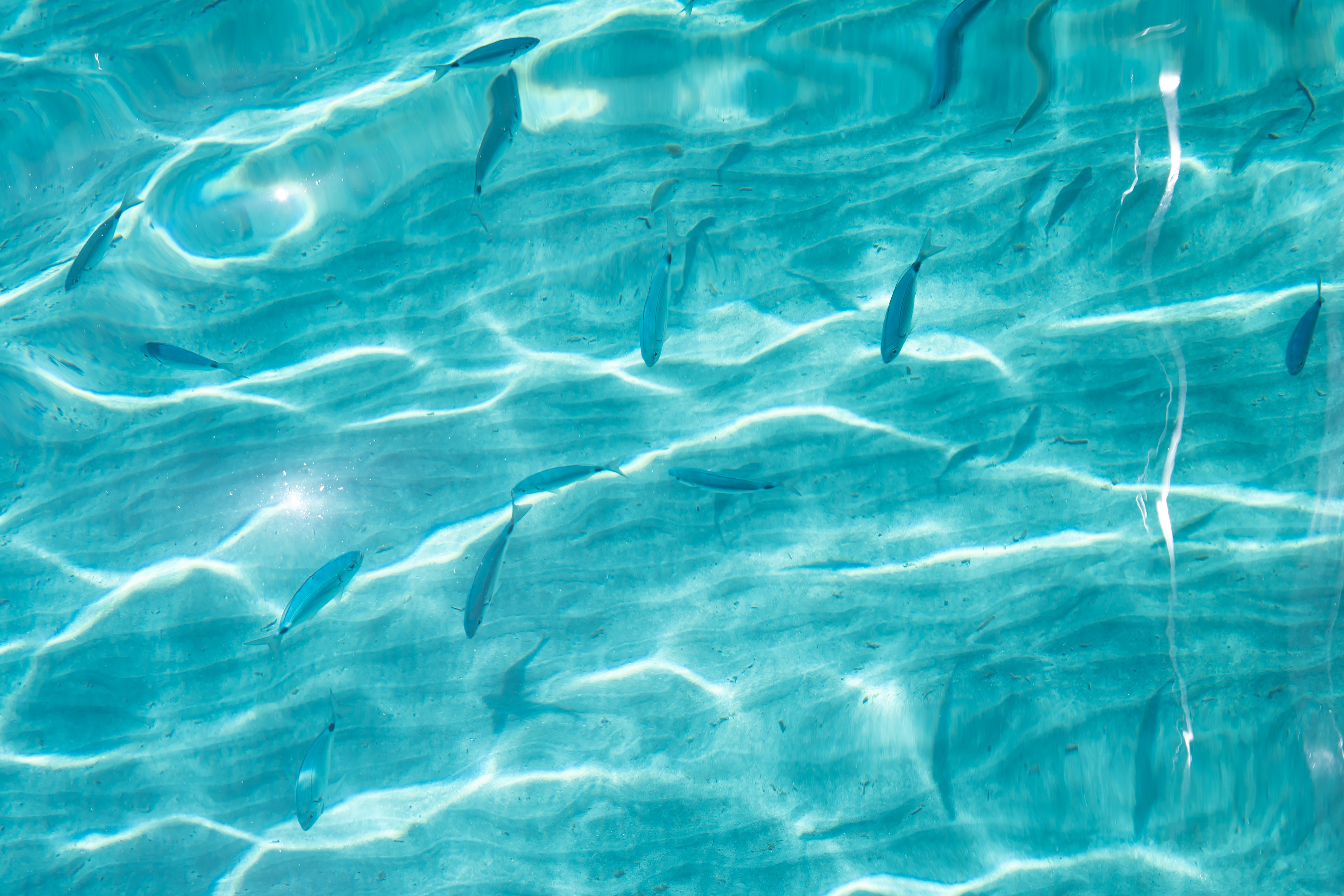 Pescaturismo Asinara_99