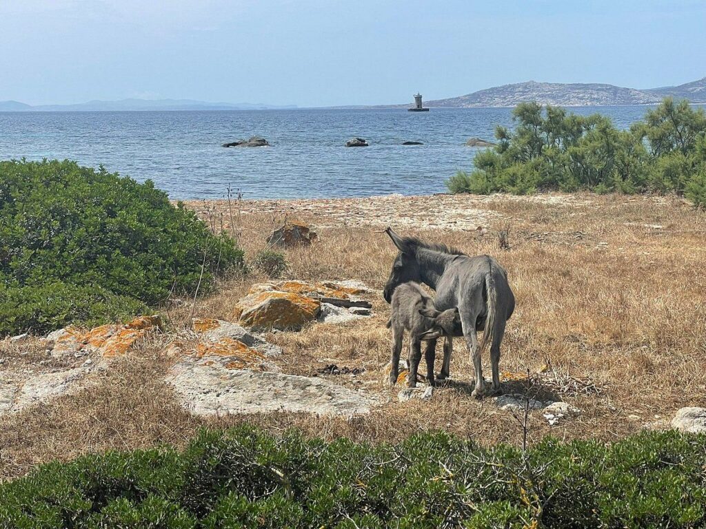 Un'asina con il suo puledro nella macchia sulla costa dell'Asinara, con il mare sullo sfondo