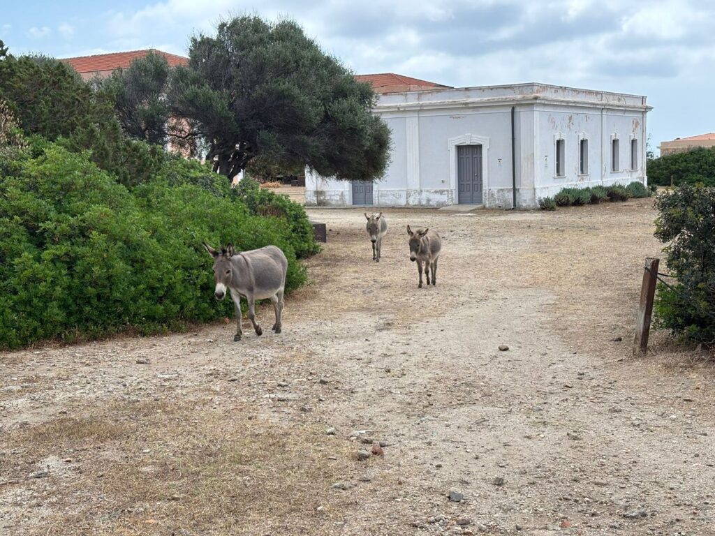 Asini al pascolo accanto a un edificio storico dell'Asinara