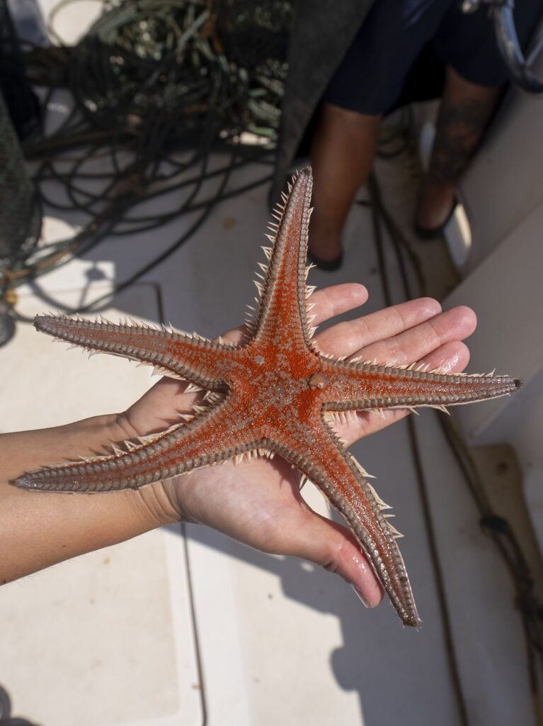 Una stella marina rossa tenuta in mano prima di essere rimessa in mare